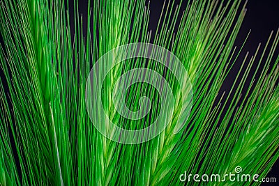 Green spikelet grass on black background Stock Photo