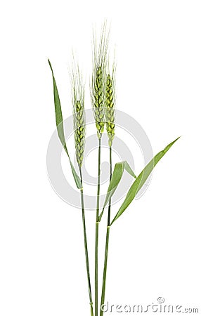 Green spikelets of barley on white background Stock Photo