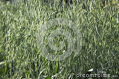 Green spikelets of oats in the field, raw grains of seed oats. Grass plant Stock Photo