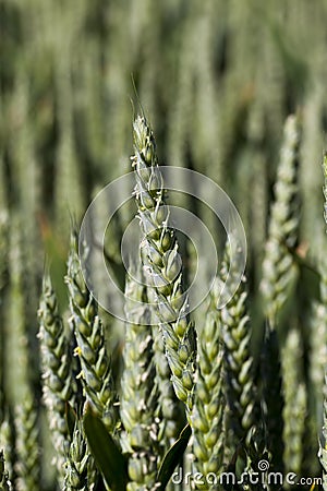 green spikelets of unripe wheat Stock Photo