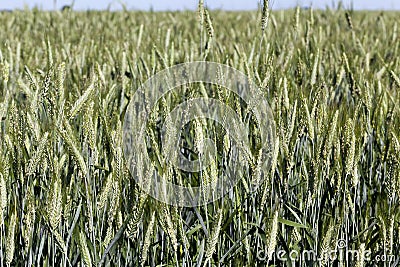 green spikelets of unripe wheat Stock Photo