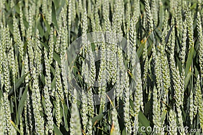 green spikelets of unripe wheat Stock Photo