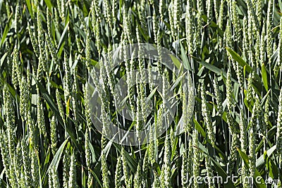 green spikelets of unripe wheat Stock Photo