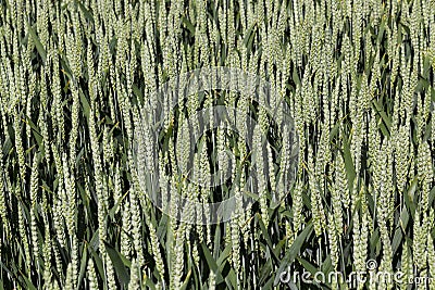 green spikelets of unripe wheat Stock Photo