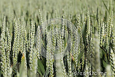 green spikelets of unripe wheat Stock Photo