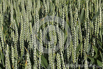 green spikelets of unripe wheat Stock Photo