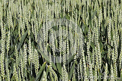 green spikelets of unripe wheat Stock Photo