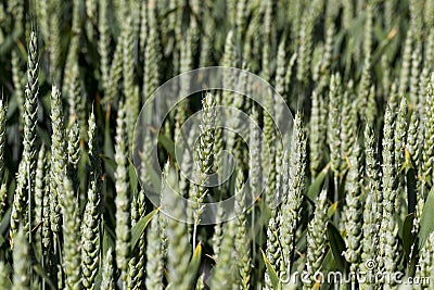 green spikelets of unripe wheat Stock Photo