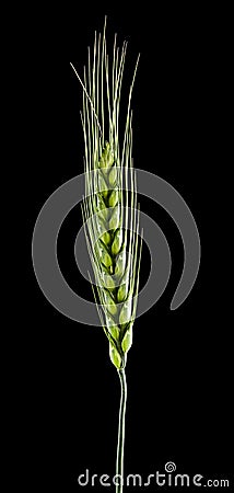 Green spikelets of wheat isolated on a black background Stock Photo