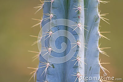 Green spiky cactus with long thorns is perfectly protected and adapted to deserts and dry areas due to succulent water reservoirs Stock Photo