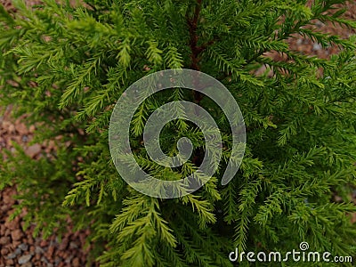 Green spiky pine leaves Stock Photo