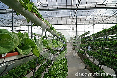 Green spinach vegetables neatly planted in the garden Stock Photo