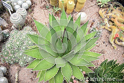 GREEN AND SPINY CACTUS SUCCULENT BOTANICAL PLANT GARDEN. MEXICAN DESERT Stock Photo