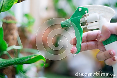 Green spray bottle being used to mist spray fertilizer, pesticide, water, anti fungal on home garden plants Stock Photo