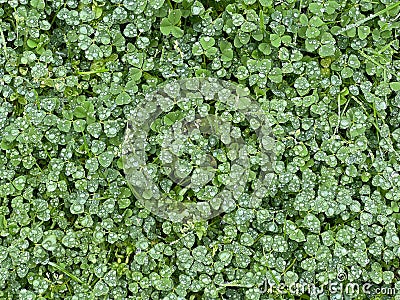 Green spring background. Lush clover with water dew, top view Stock Photo