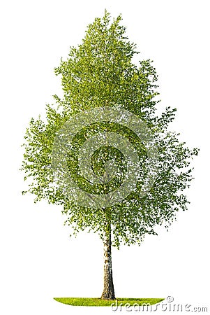 Green spring birch tree isolated on white background Stock Photo