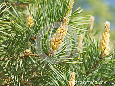 Green spring branches of pine, flowering, pollination. Pollen Allergy. Close up Stock Photo
