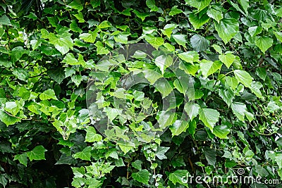 Green spring English ivy Hedera helix, European ivy with bright young leaves. Great covering and climbing plant Stock Photo
