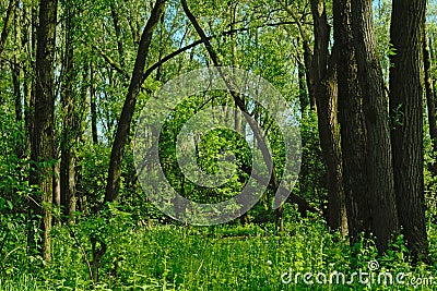 Green spring foliage in a forest in Vinderhoute, Flanders Stock Photo