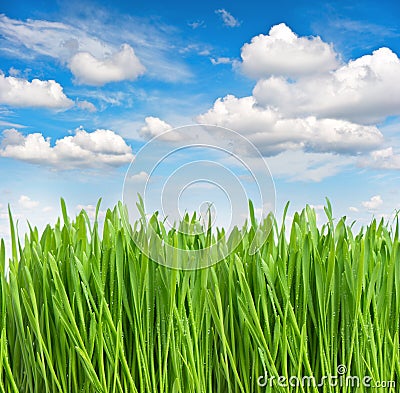 Green spring grass with water drops. Environment and ecology con Stock Photo