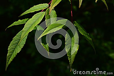 Green spring leaves of Manchurian Maple Acer mandshuricum on dark background Stock Photo