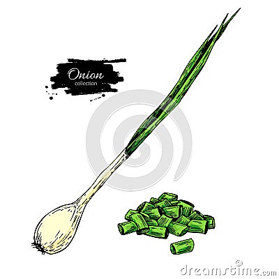 Green spring onion set. Hand drawn vector illustration. Isolated Vegetable object. Vector Illustration