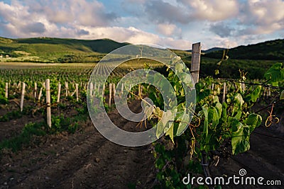 Green spring vine yards landscape in cloudy weather Stock Photo