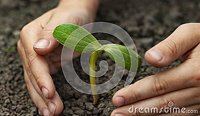 Green Sprout and Children Hands Stock Photo