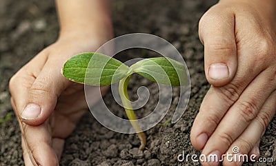 Green Sprout and Children Hands Stock Photo