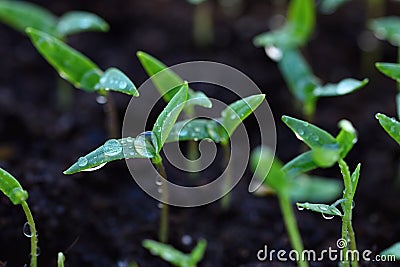 Green sprout growing from ground. Dewy young leaves sprouting plants. Spring background - garden. Stock Photo