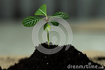 Green sprout growing from ground. Dewy young leaves sprouting plants. Spring background - garden Stock Photo