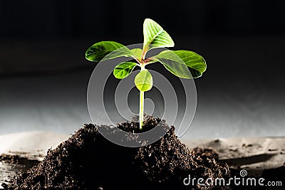 Green sprout growing from ground. Dewy young leaves sprouting plants. Spring background - garden Stock Photo