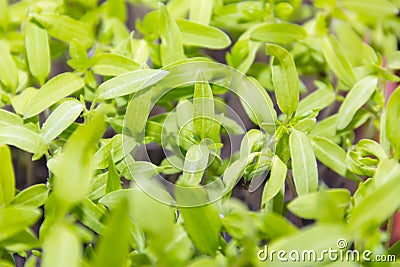 Green sprout Stock Photo