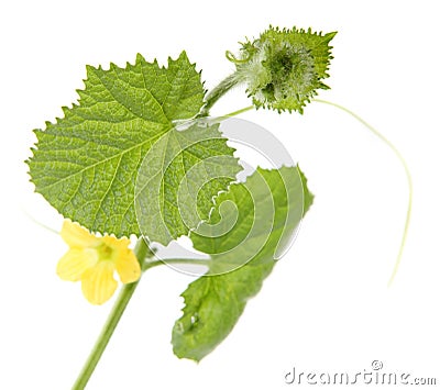 Green sprout melon (Cucumis melo) Stock Photo