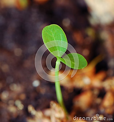 Green sprout, new life Stock Photo