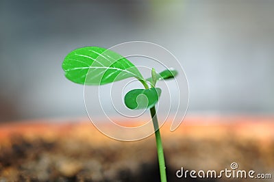 Green sprout, new life concept Stock Photo