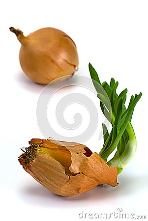 Green sprout onion Stock Photo