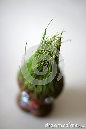 Green sprouts toy semeni on white background Stock Photo