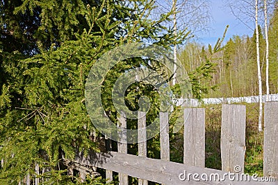 Green spruce branches and gray old wooden fence with cracks on a sunny day. Stock Photo