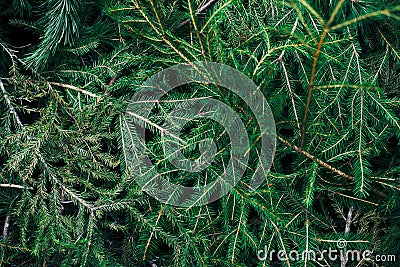 Spruce branches on the ground Stock Photo