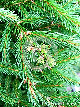 Green spruce branches, needles on branches Stock Photo