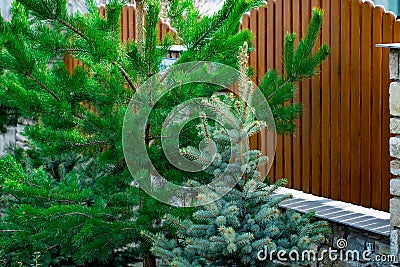 Green spruce grows near a wooden fence Stock Photo