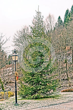 Green spruce tree with christmas lights Stock Photo