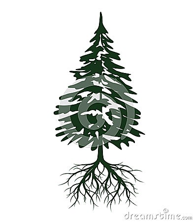 Green Spruce Tree with Roots. Vector illustration and Icon. Evergreen Tree Vector Illustration