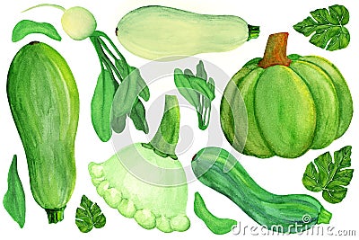 Green squashes and radish on white isolated background. Watercolor green vegetable set. Stock Photo