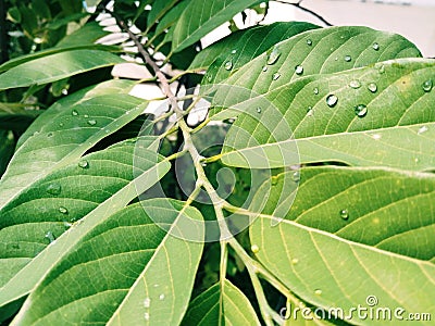 The green srikaya leaves and the wisps of cool dew on them make the eyes beautiful to look at Stock Photo