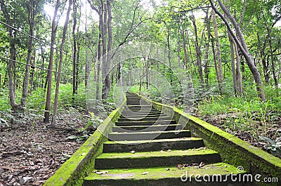 Green staircase to forset Stock Photo