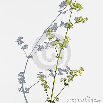 Green stalk of a Galium album with small white flowers casts a shadow on a light background. Wild meadow plant close-up isolated Stock Photo