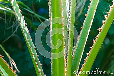 Green stalks of aloe in nature Stock Photo
