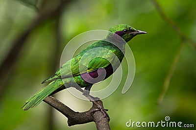 Green Starling Stock Photo